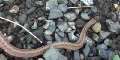 New Jersey snake